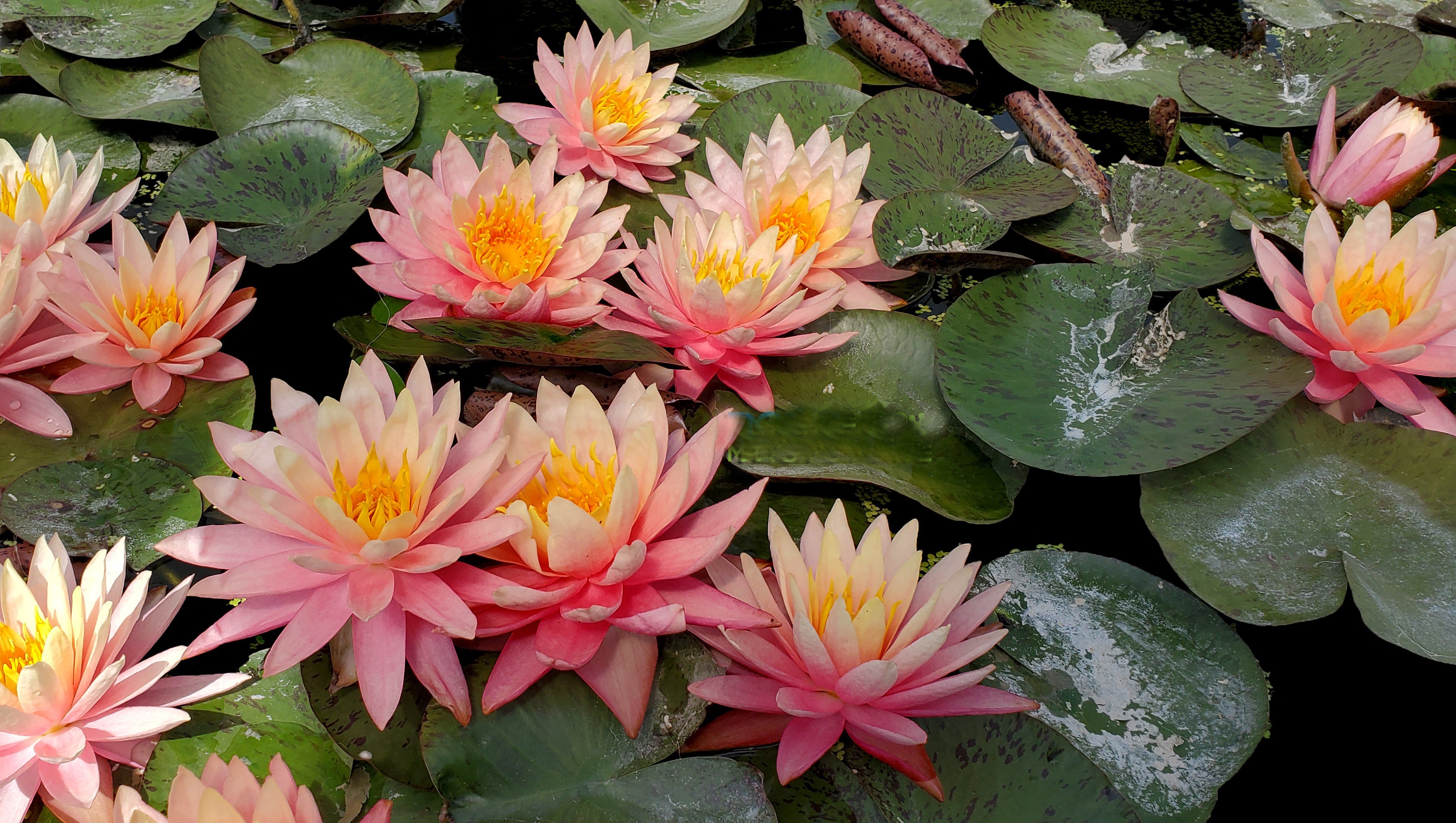 LoveWatergardens Sunfire Hardy Water Lily - Thumbnail 3