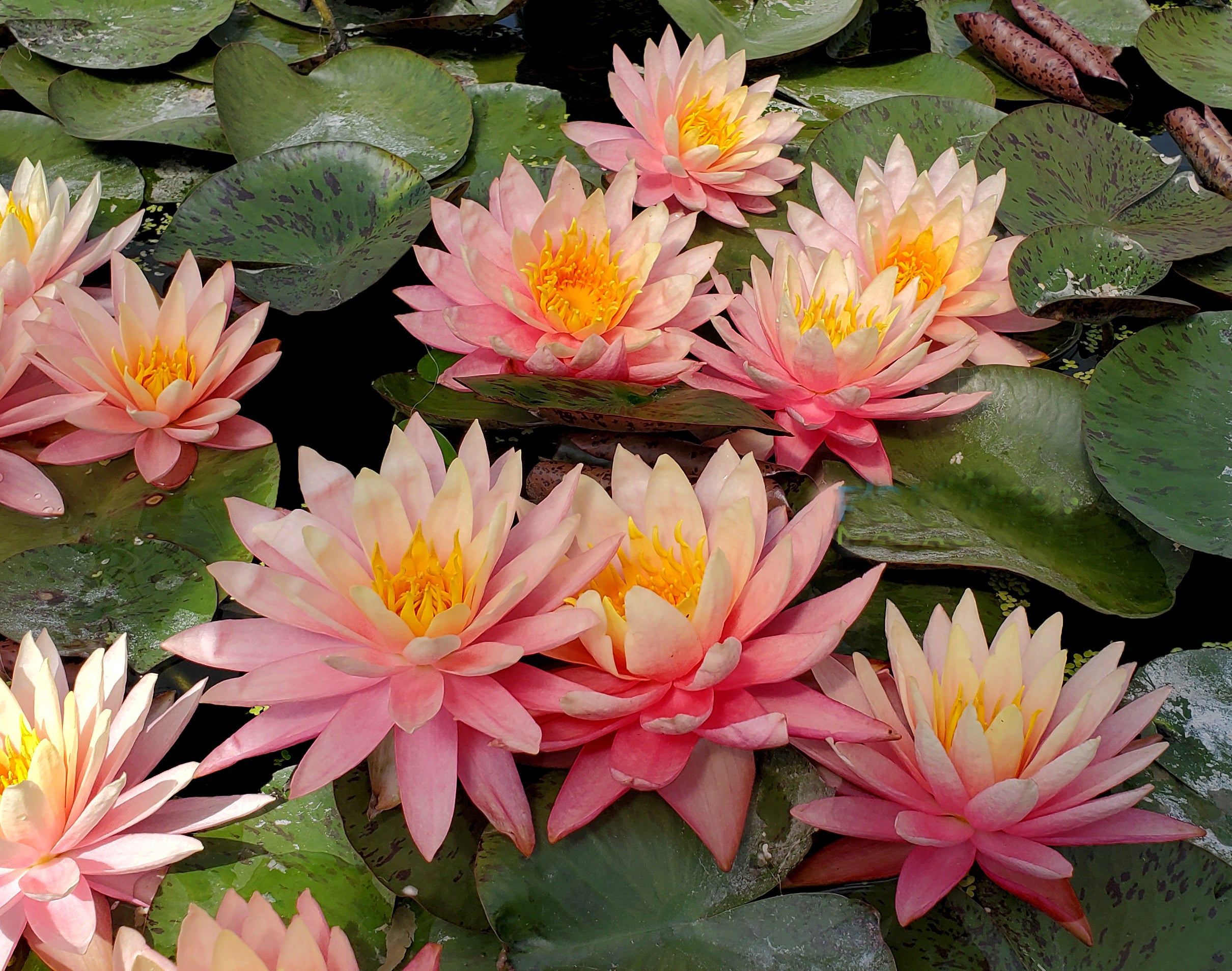 LoveWatergardens Sunfire Hardy Water Lily - Thumbnail 2
