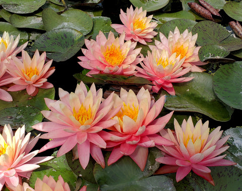 Sunfire Hardy Water Lily