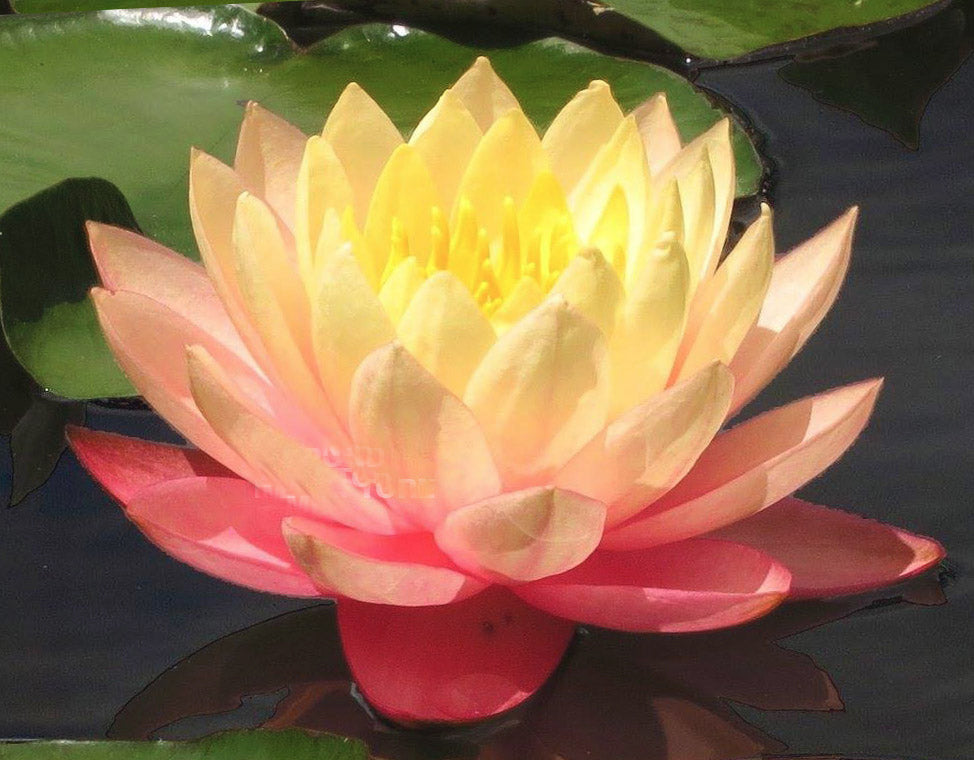 LoveWatergardens Sunfire Hardy Water Lily