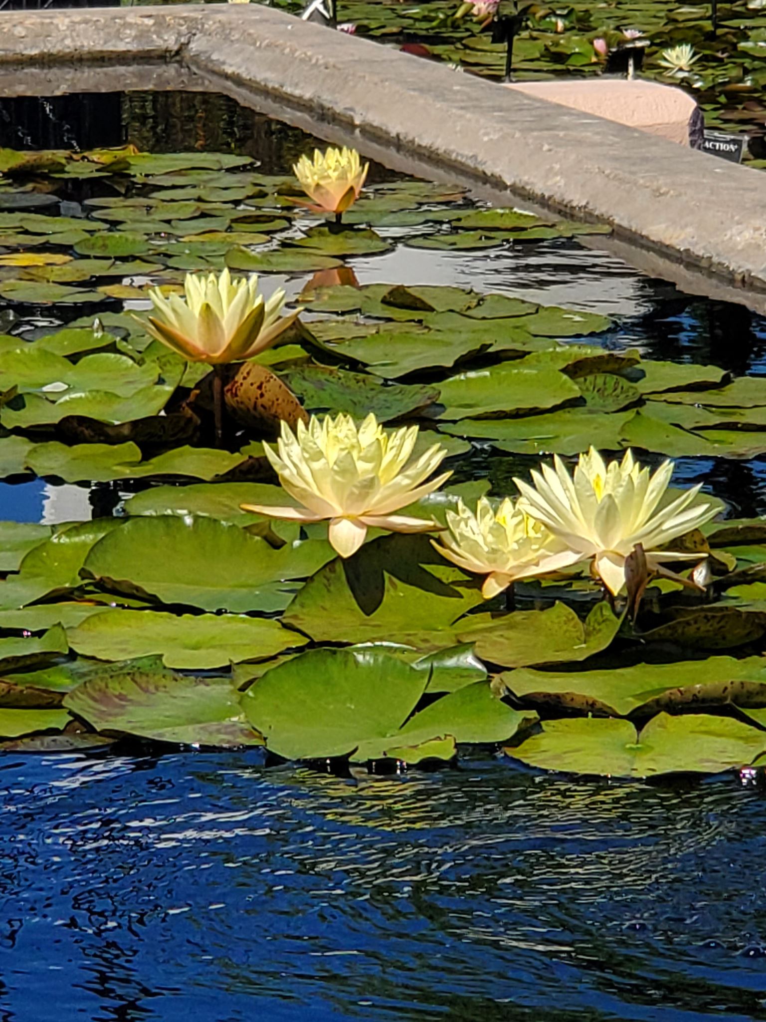 LoveWatergardens Texas Dawn Hardy Water Lily - Thumbnail 3