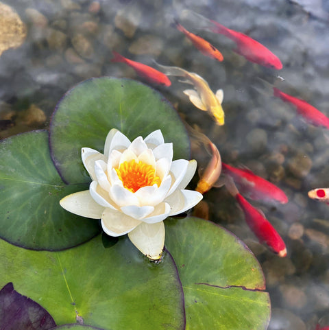 Virginalis White Hardy Water Lily