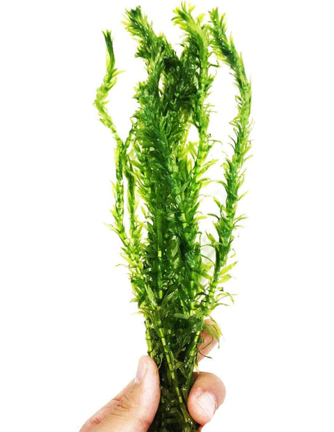 Anacharis (elodea densa)