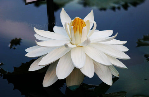 Missouri Waterlily  Large, Night Bloomer