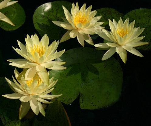 LoveWatergardens Texas Dawn Hardy Water Lily - Thumbnail 2