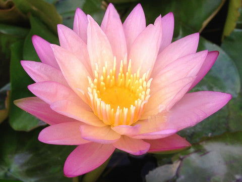 Tropic Sunset Water Lily