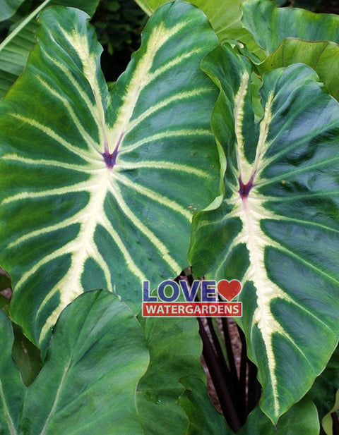 Wakiki/White Lava Taro