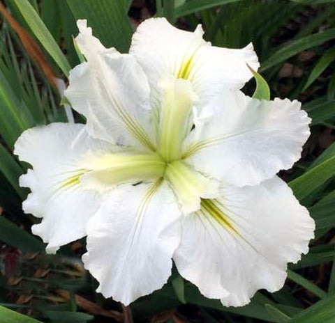 White, Louisiana Iris