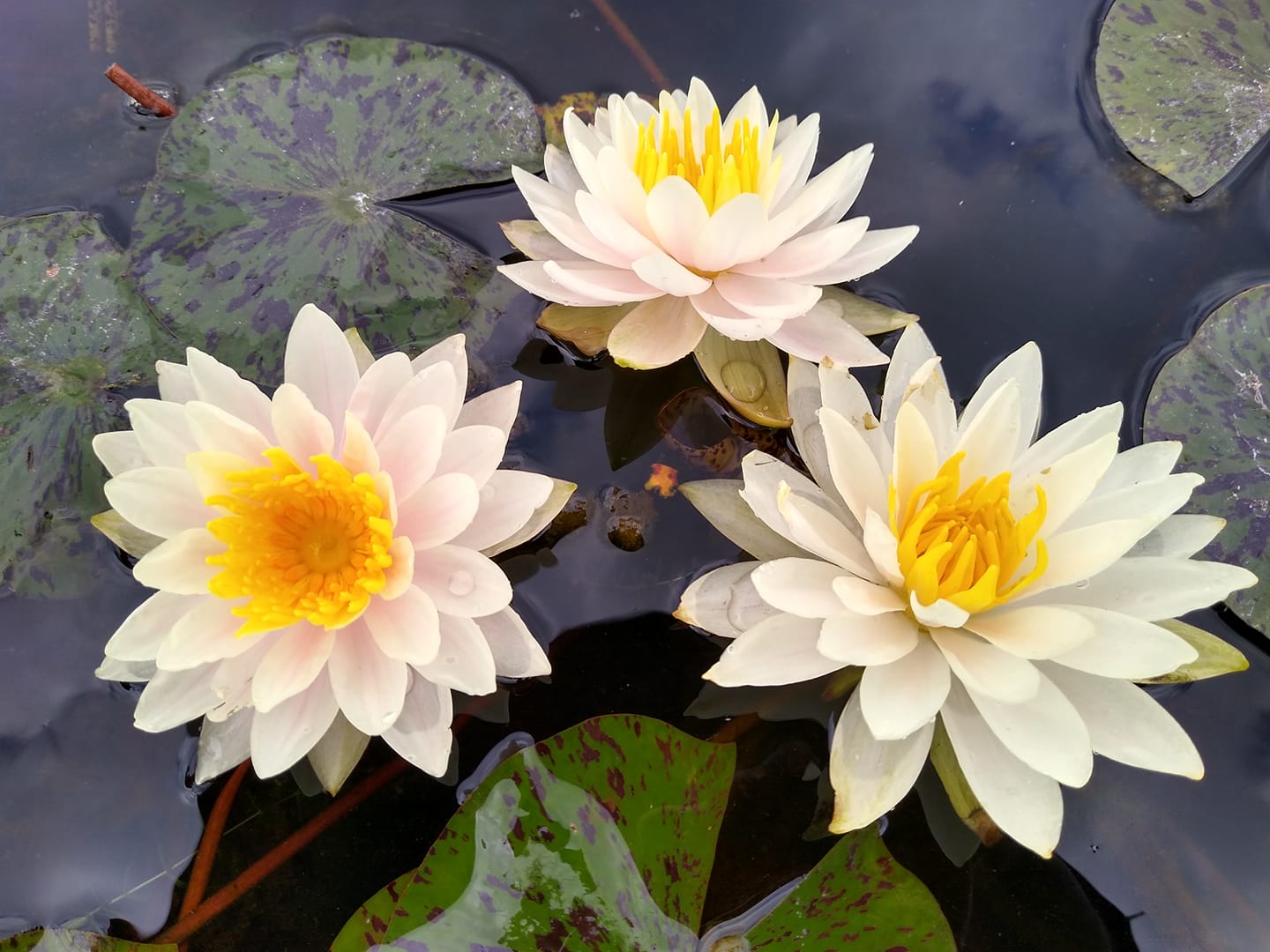 Citrus Twist peach water lily Pond Plants For Sale – LoveWatergardens