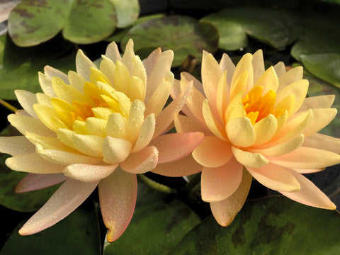 Clyde Ikins Hardy Water Lily