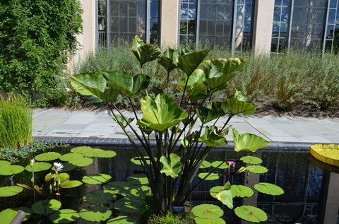 Tea Cup Taro  Teacup Taro (Colocasia Esculenta)