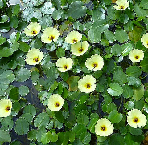Golden Water Poppies  (Hydrocleys Nymphoides)