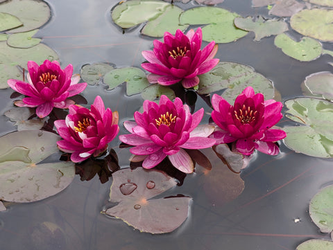 Baby Red Water Lily - WHOLESALE QUANTITY
