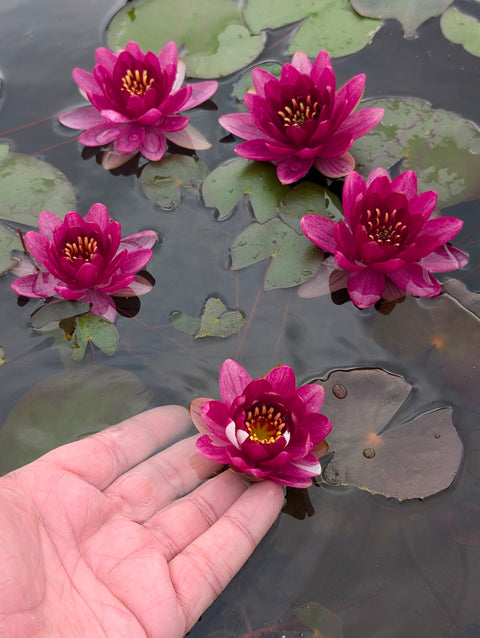 Baby Red Water Lily - WHOLESALE QUANTITY