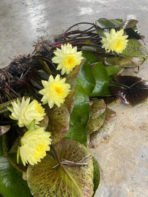 Fragrance & Fortune Water Lily