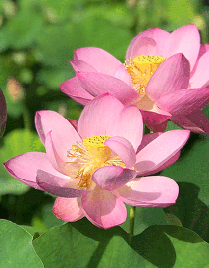 Large Lotus Flowers