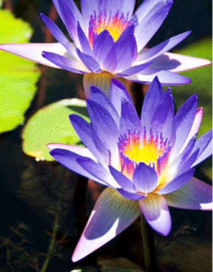 Annual Water Lilies