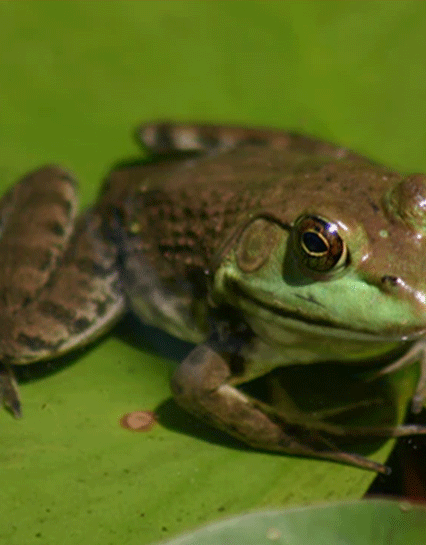 Buy Tadpoles and Pond Snails