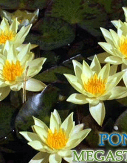 Dwarf and Small Hardy Water Lilies