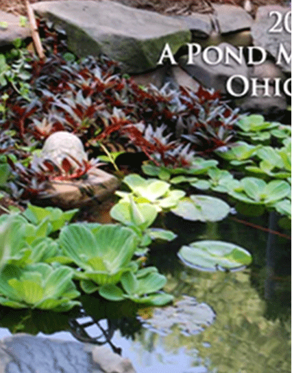 Emergent Pond Plants