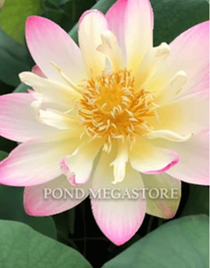 Exquisite of Bowl Lotus for Sale