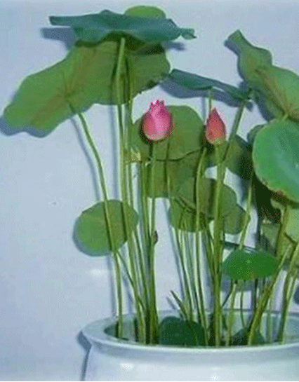 Exquisite of Bowl Lotus