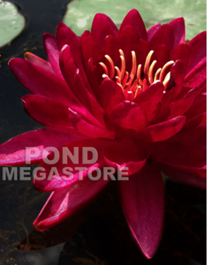 Winter Hardy Water Lily Cultivars