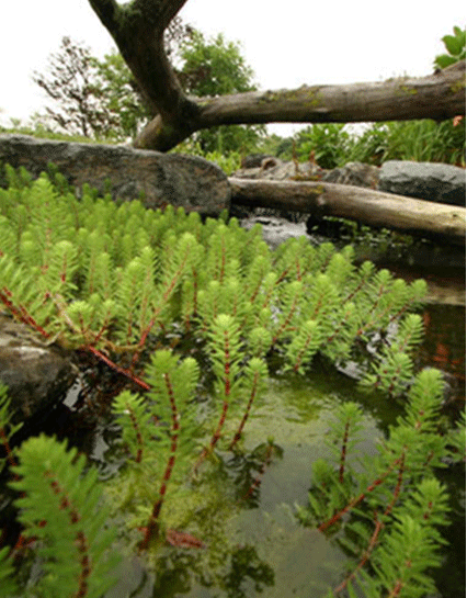 Floating Pond Plants