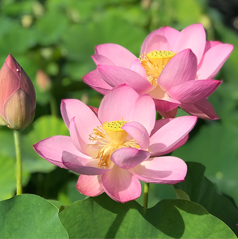 Large Lotus Flowers