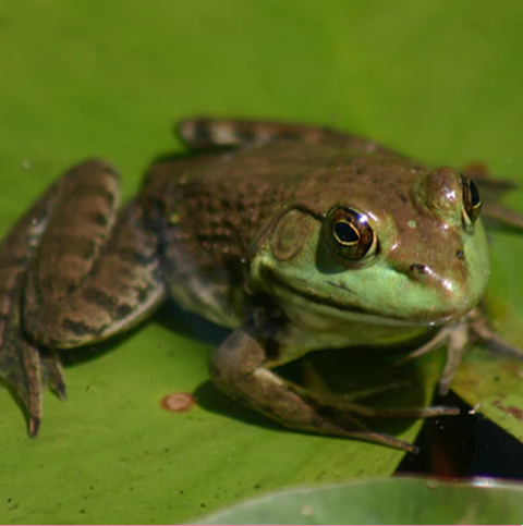 Buy Tadpoles and  Pond Snails