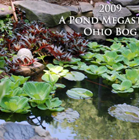 Emergent Pond Plants