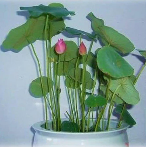 Exquisite of Bowl Lotus