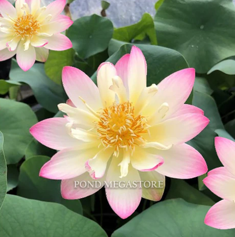 Exquisite of Bowl  Lotus for Sale