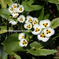 Aztec Arrowhead <br> (Sagittaria Montevidensis) <br> - pondmegastore