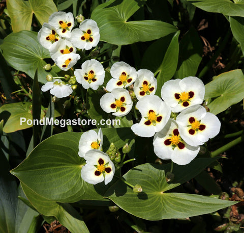 Aztec Arrowhead  (Sagittaria Montevidensis)  - pondmegastore