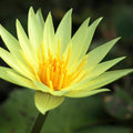 St. Louis Gold Waterlily <br> Medium, Day Bloomer - pondmegastore