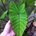 Blue Hawaii Taro  <br>  (Colocasia) <br> - pondmegastore