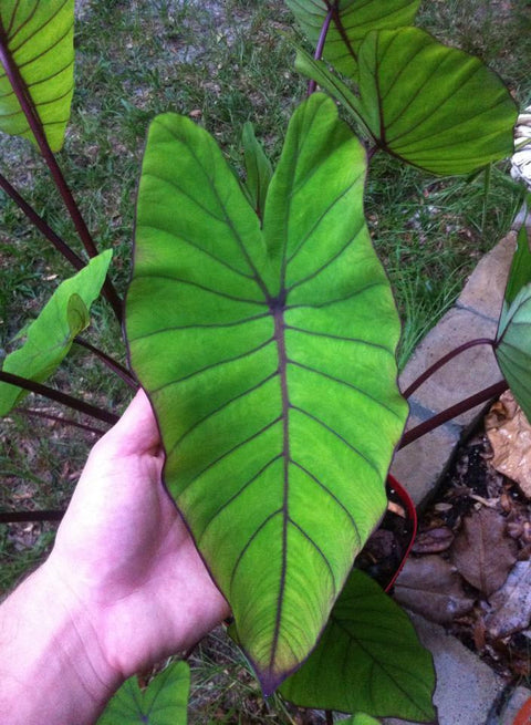 Blue Hawaii Taro    (Colocasia)  - pondmegastore