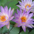Fay McDonald <br> Hardy Purple Waterlily <br> Sold out for 2020 - pondmegastore