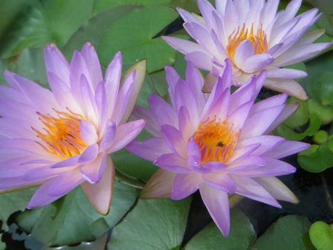 Fay McDonald  Hardy Purple Waterlily  Sold out for 2020 - pondmegastore