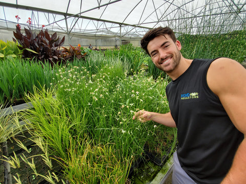 Star Grass (Dichromena Colorata)  White Star Sedge - pondmegastore