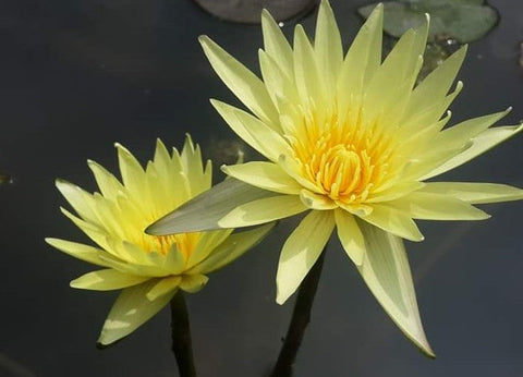 Grower's Choice Yellow Day Blooming Water Lilies   Ships Spring 2020 ! - pondmegastore