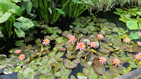 WHOLESALE QUANTITY (12+) Prakisad Water Lily Heaviest Blooming Hardy Waterlily! Available