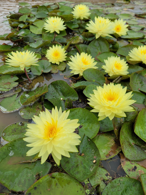 "Fragrance And Fortune", fragrant, intense Yellow Hardy that exists!