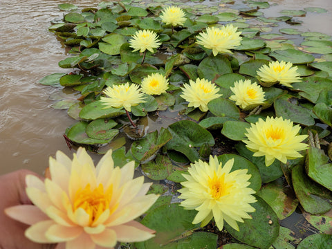 "Fragrance And Fortune", fragrant, intense Yellow Hardy that exists!