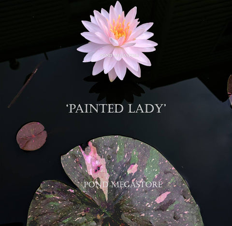 Painted Lady  Medium Hardy Waterlily  - pondmegastore