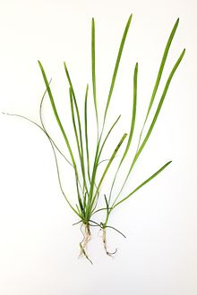 Vallisneria Torta  Oxygenating Pond Plants  Great for goldfish and tadpoles! 