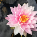 Painted Lady <br> Medium Hardy Waterlily <br> - pondmegastore