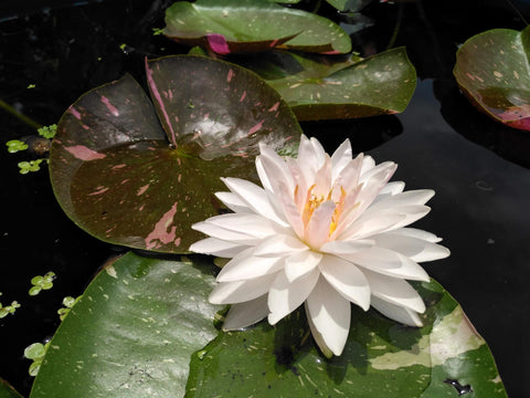 Painted Lady  Medium Hardy Waterlily  - pondmegastore