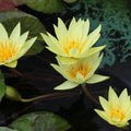 St. Louis Gold Waterlily <br> Medium, Day Bloomer - pondmegastore